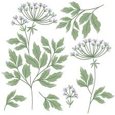 Attēlu rezultāti vaicājumam “Cicuta virosa flower”