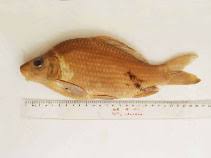 Image result for Cyprinus chilia