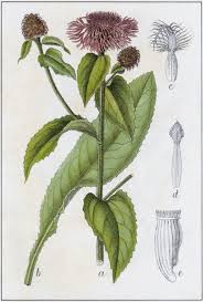 Attēlu rezultāti vaicājumam “Centaurea phrygia flower”