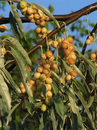 Attēlu rezultāti vaicājumam “Poa angustifolia fruit”