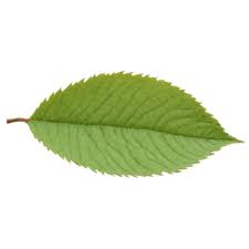 Attēlu rezultāti vaicājumam “Juglans x sinensis leaf”