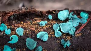 Attēlu rezultāti vaicājumam “Chlorociboria aeruginascens”