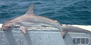 Attēlu rezultāti vaicājumam “Zygaena sp.”