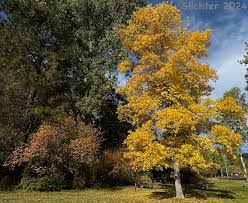 Attēlu rezultāti vaicājumam “Fraxinus”