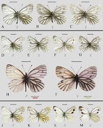 Attēlu rezultāti vaicājumam “Pieris napi underside”