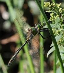 Attēlu rezultāti vaicājumam “Somatochlora flavomaculata”