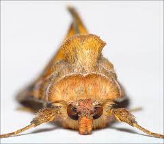 Attēlu rezultāti vaicājumam “Autographa excelsa”