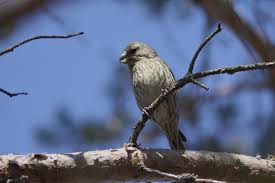 Attēlu rezultāti vaicājumam “Loxia pytyopsittacus”