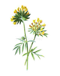 Attēlu rezultāti vaicājumam “Anthyllis vulneraria flower”