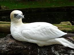 Image result for Morus bassanus