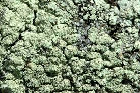 Attēlu rezultāti vaicājumam “Lecanora conizaeoides”