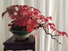 Image result for parthenocissus bonsai