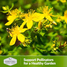 Image result for Hypericum perforatum