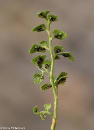 Attēlu rezultāti vaicājumam “Asplenium ruta-muraria”