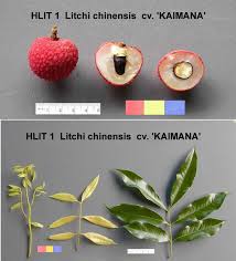 Image result for Litchi chinensis