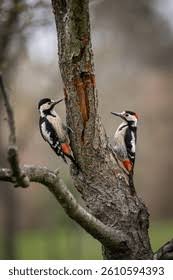 Attēlu rezultāti vaicājumam “Aegithalos caudatus adult”