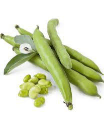 Attēlu rezultāti vaicājumam “Vicia faba”