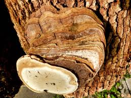 Attēlu rezultāti vaicājumam “Phellinus igniarius”