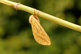 Attēlu rezultāti vaicājumam “Hepialus humuli”