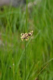 Attēlu rezultāti vaicājumam “Bolboschoenus maritimus flower”