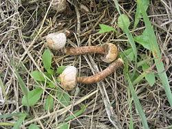 Attēlu rezultāti vaicājumam “Tulostoma fimbriatum”