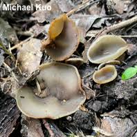 Attēlu rezultāti vaicājumam “Hapalopilus aurantiacus”