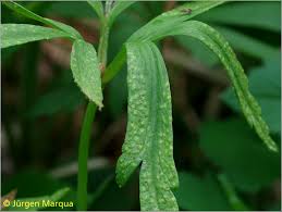 Attēlu rezultāti vaicājumam “Ochropsora ariae”