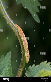 Attēlu rezultāti vaicājumam “Puccinia urticata”