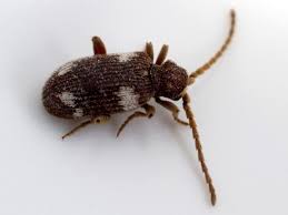 Attēlu rezultāti vaicājumam “Ptinus sp. male”