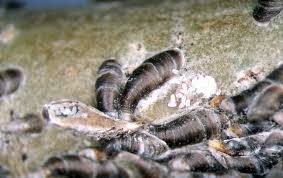 Attēlu rezultāti vaicājumam “Lepidosaphes ulmi imago”