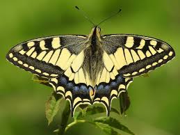 Attēlu rezultāti vaicājumam “Mecyna flavalis”