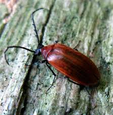 Attēlu rezultāti vaicājumam “Pseudocistela ceramboides”