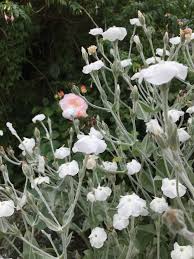 Image result for Lychnis coronaria alba