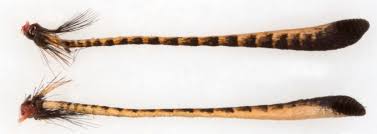 Attēlu rezultāti vaicājumam “Thymelicus lineola female”