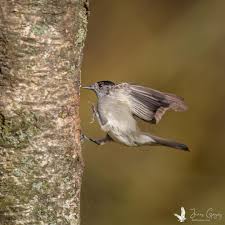 Attēlu rezultāti vaicājumam “Sylvia atricapilla male”