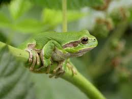 Attēlu rezultāti vaicājumam “Hyla arborea adult”