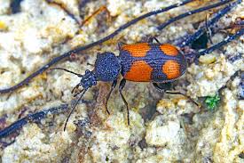 Attēlu rezultāti vaicājumam “Panagaeus cruxmajor”