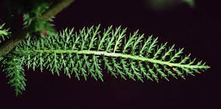 Attēlu rezultāti vaicājumam “Achillea salicifolia leaf”