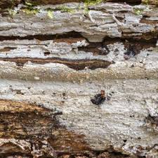 Attēlu rezultāti vaicājumam “Arthonia byssacea”