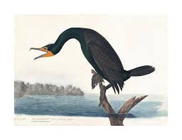 Image result for Phalacrocorax auritus