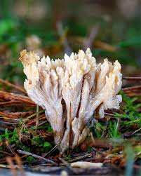 Attēlu rezultāti vaicājumam “Badhamia capsulifera var. arborea macro”