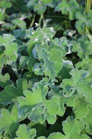 Attēlu rezultāti vaicājumam “Cerastium tomentosum leaf”