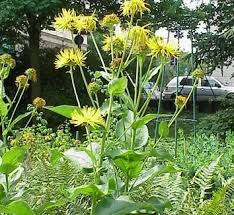 Attēlu rezultāti vaicājumam “Inula helenium leaf”