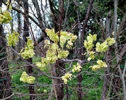 Attēlu rezultāti vaicājumam “Ulmus minor”