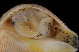 Image result for Buccinum undatum