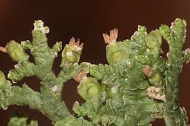 Attēlu rezultāti vaicājumam “Porella platyphylla”