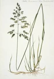 Attēlu rezultāti vaicājumam “Poa pratensis”