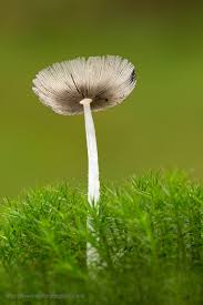 Attēlu rezultāti vaicājumam “Coriolopsis trogii”