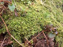 Attēlu rezultāti vaicājumam “Riccardia multifida”