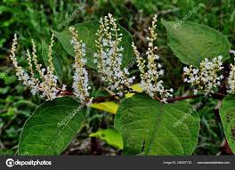 Attēlu rezultāti vaicājumam “Reynoutria japonica”